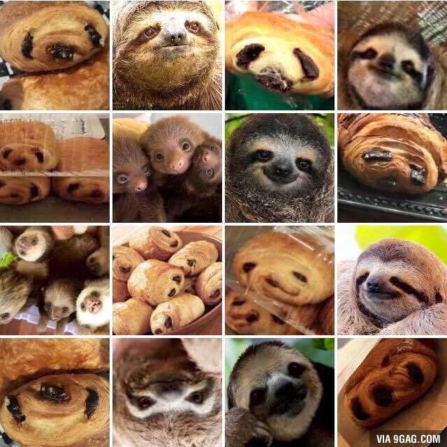 Sloth Or Chocolate Croissant - KibrisPDR