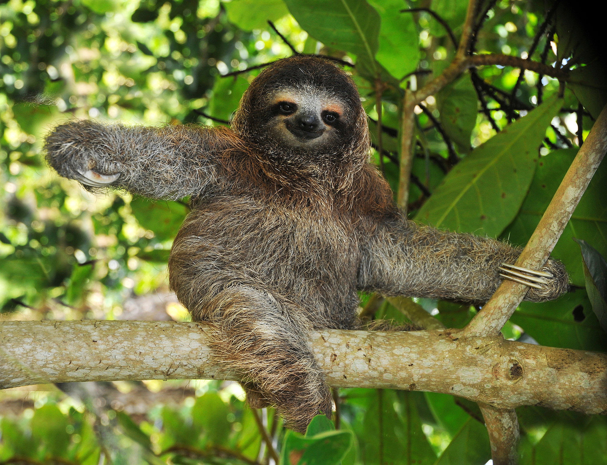 Detail Sloth Pic Nomer 11