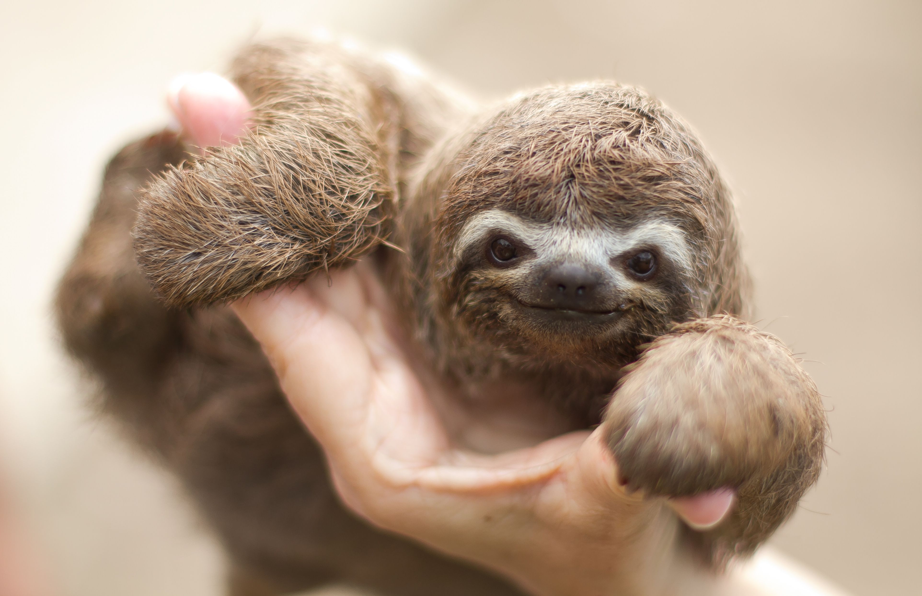 Detail Sloth Pic Nomer 16