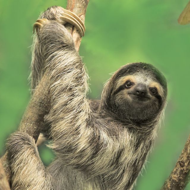 Detail Sloth Pic Nomer 24