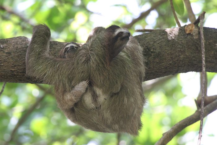 Detail Sloth Pic Nomer 26