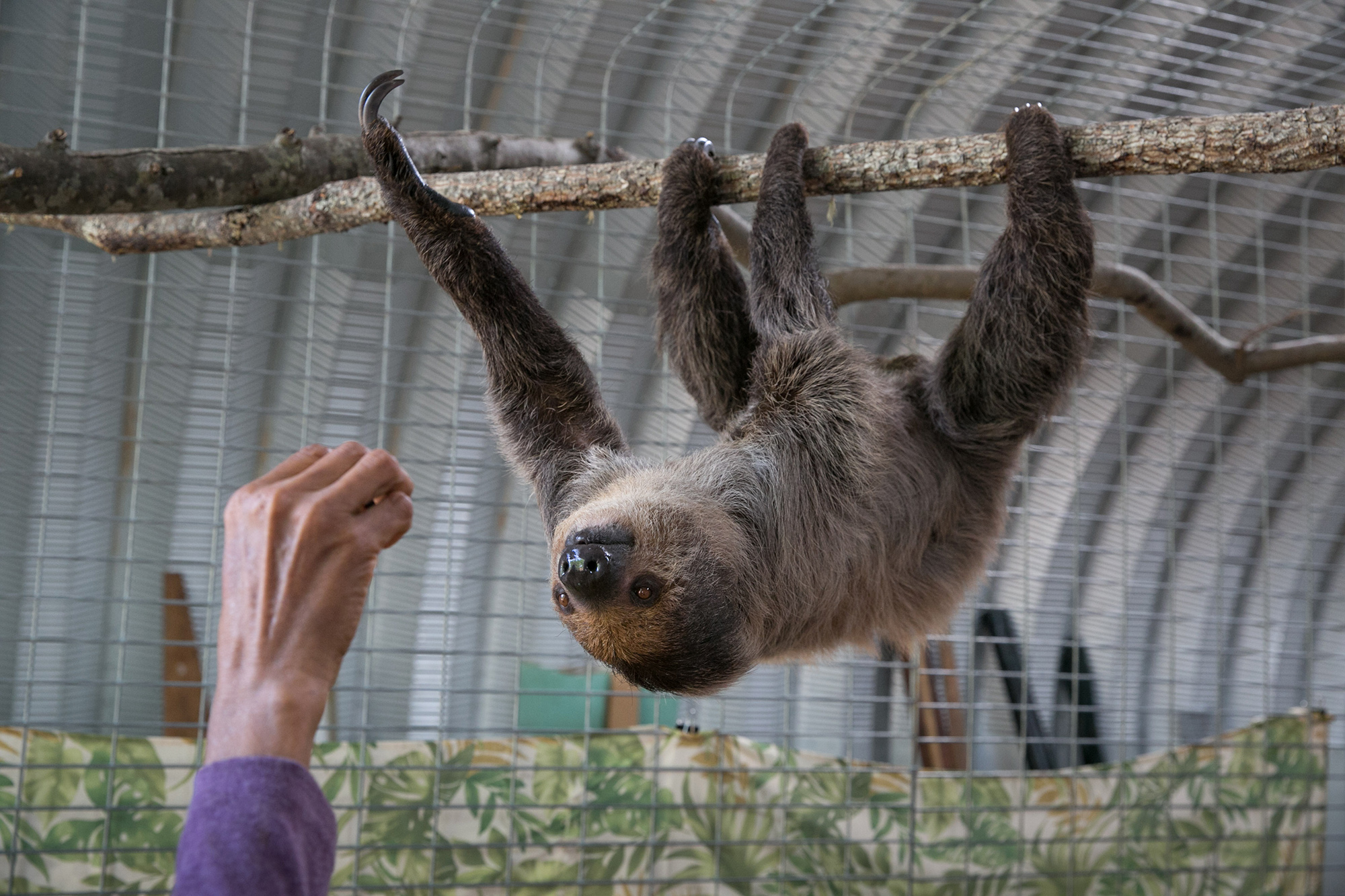 Detail Sloth Pic Nomer 29