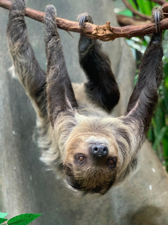 Detail Sloth Pic Nomer 31
