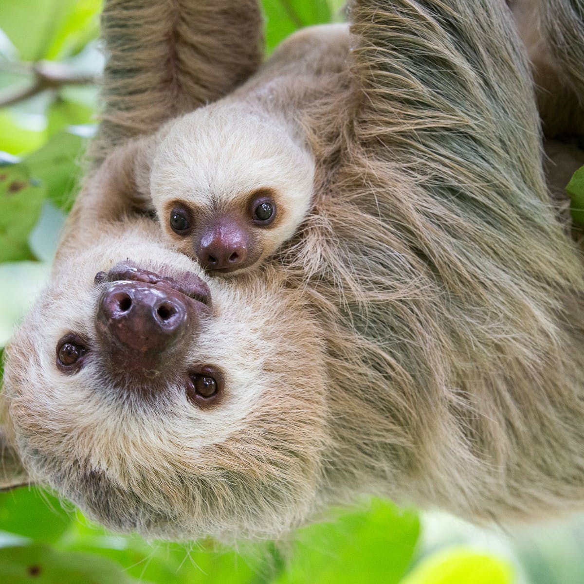 Detail Sloth Pic Nomer 33