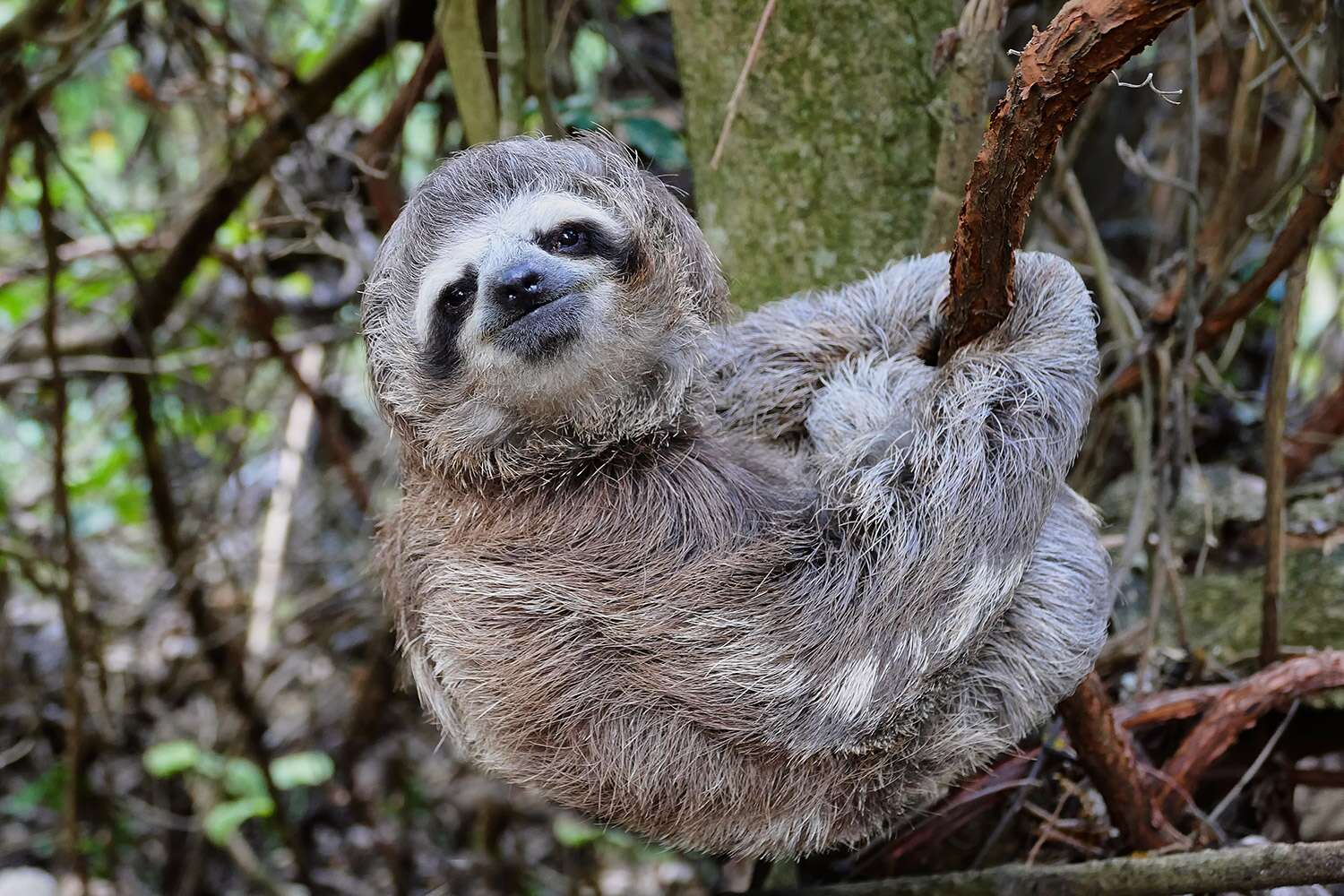 Detail Sloth Pic Nomer 35