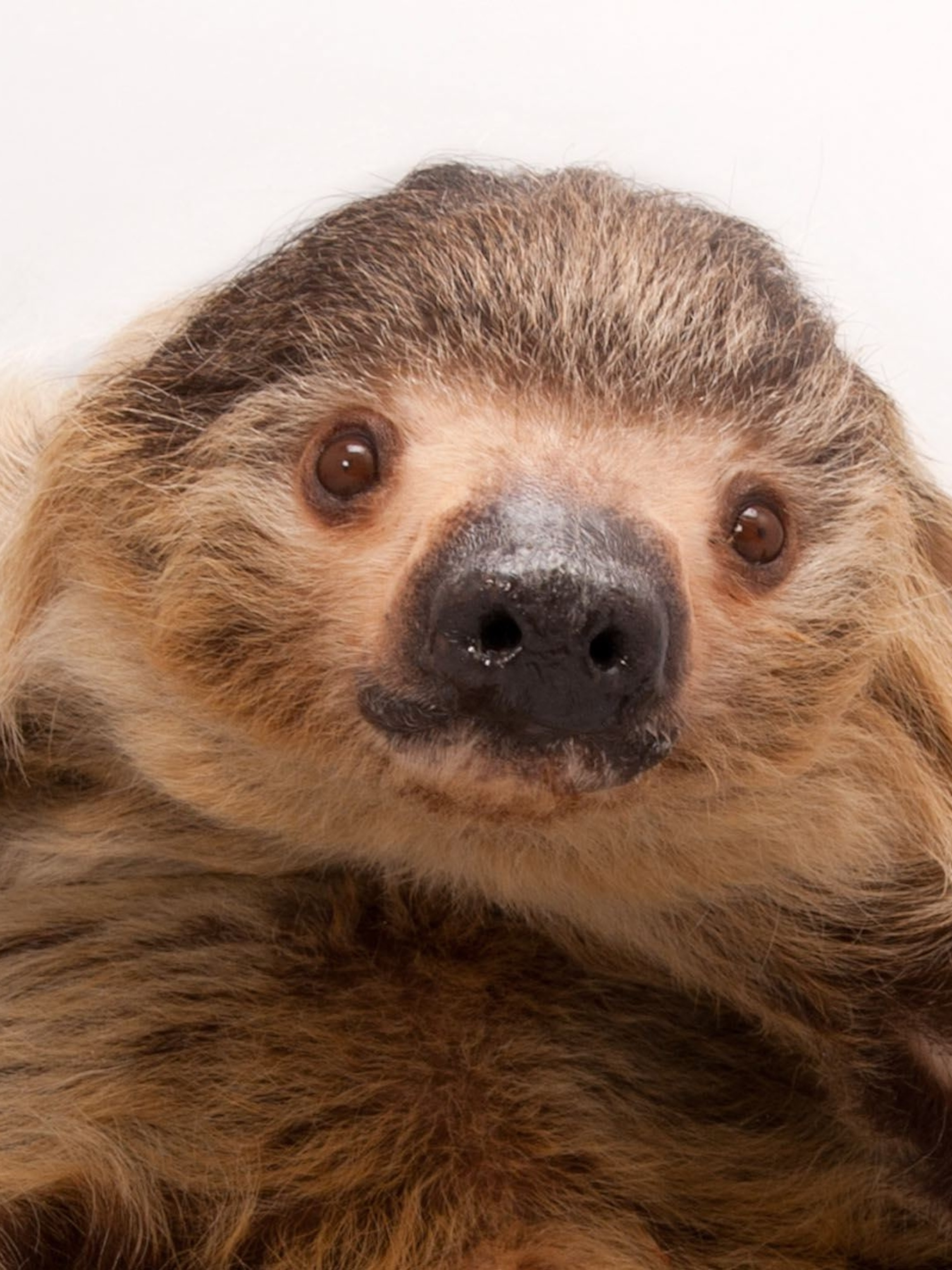 Detail Sloth Pic Nomer 36