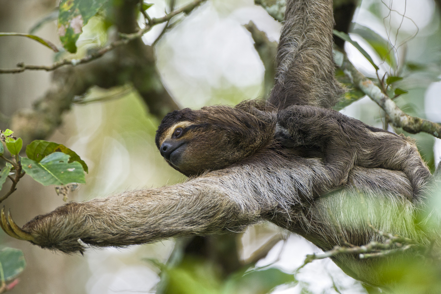 Detail Sloth Pic Nomer 37