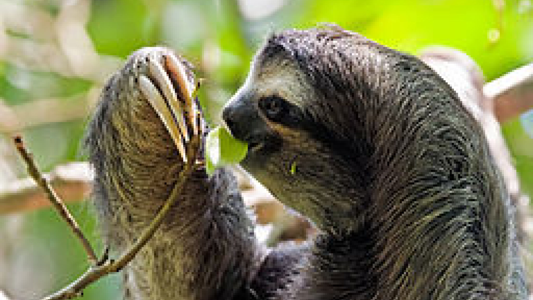 Detail Sloth Pic Nomer 38