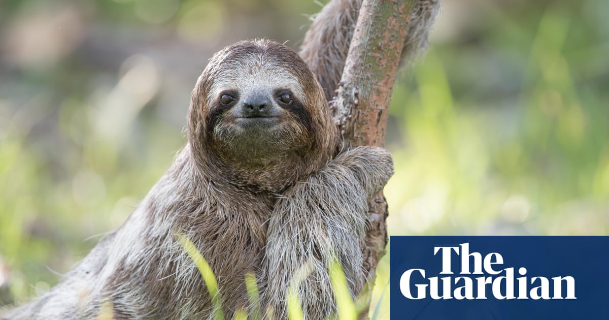 Detail Sloth Pic Nomer 5