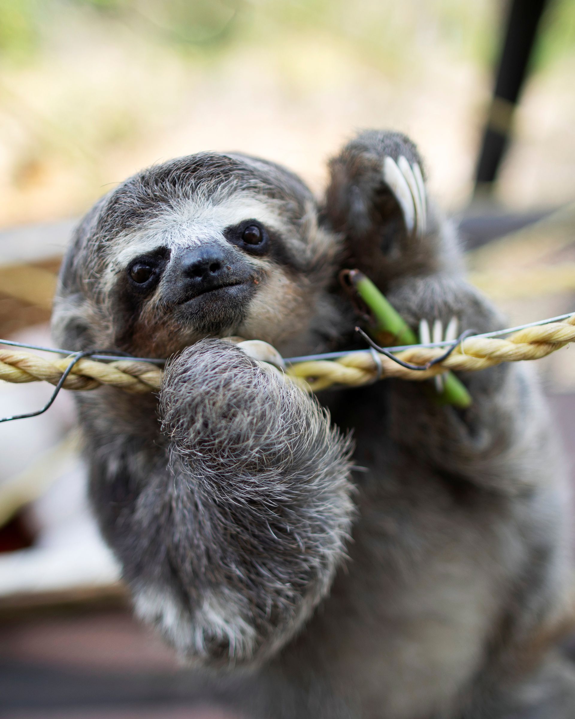 Detail Sloth Pic Nomer 40
