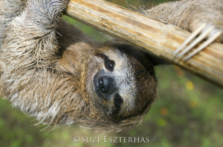 Detail Sloth Pic Nomer 43