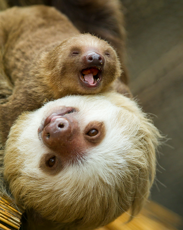 Detail Sloth Pic Nomer 45