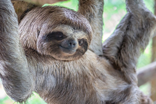 Detail Sloth Pic Nomer 49