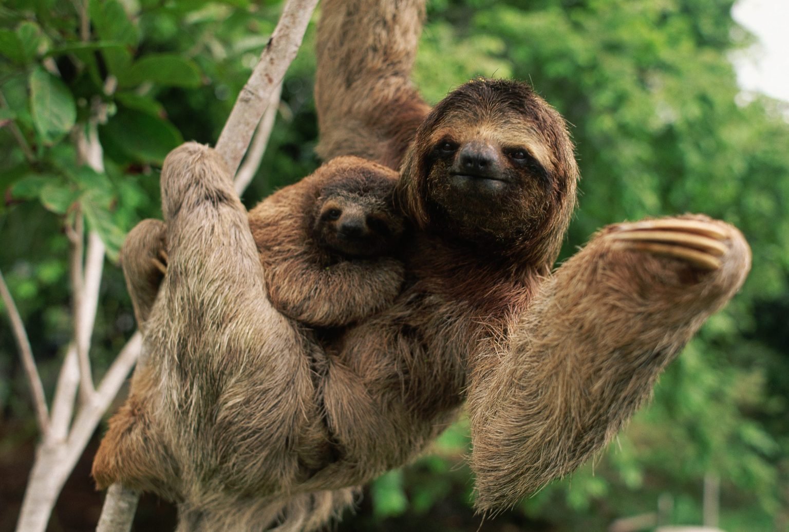 Detail Sloth Pic Nomer 50