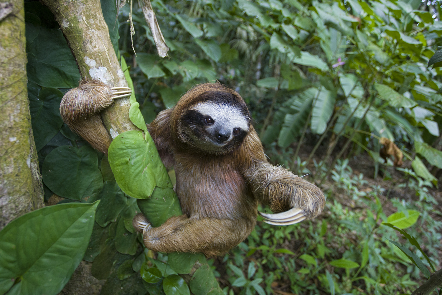 Detail Sloth Pic Nomer 53