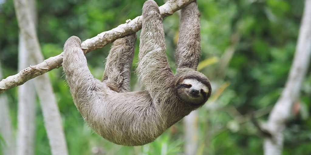 Detail Sloth Pic Nomer 55