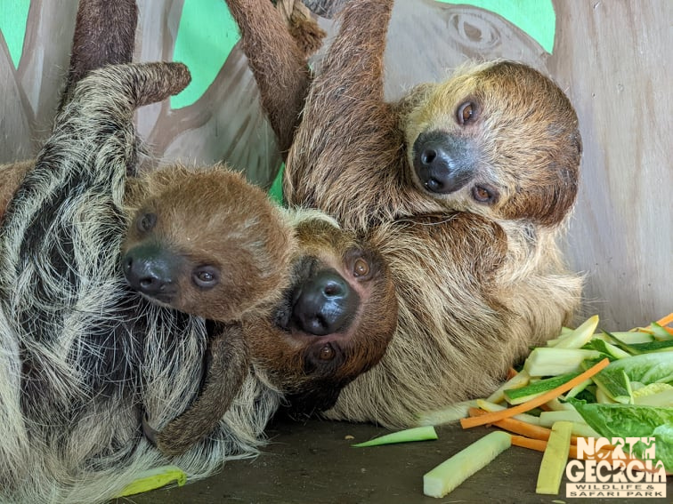 Detail Sloth Pic Nomer 56