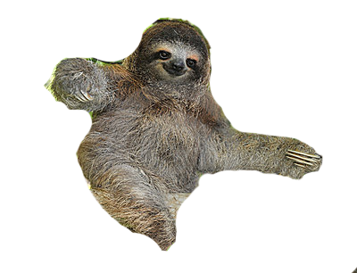 Detail Sloth Png Transparent Nomer 12