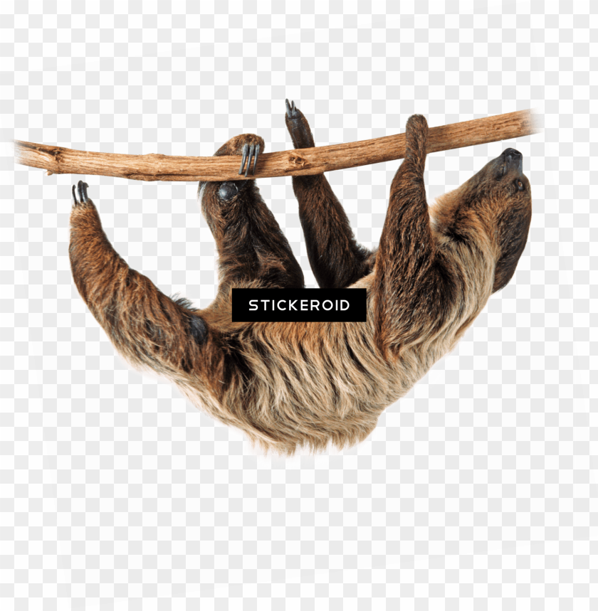 Detail Sloth Png Transparent Nomer 28