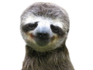 Download Sloth Png Transparent Nomer 37