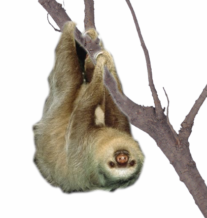 Detail Sloth Transparent Nomer 12