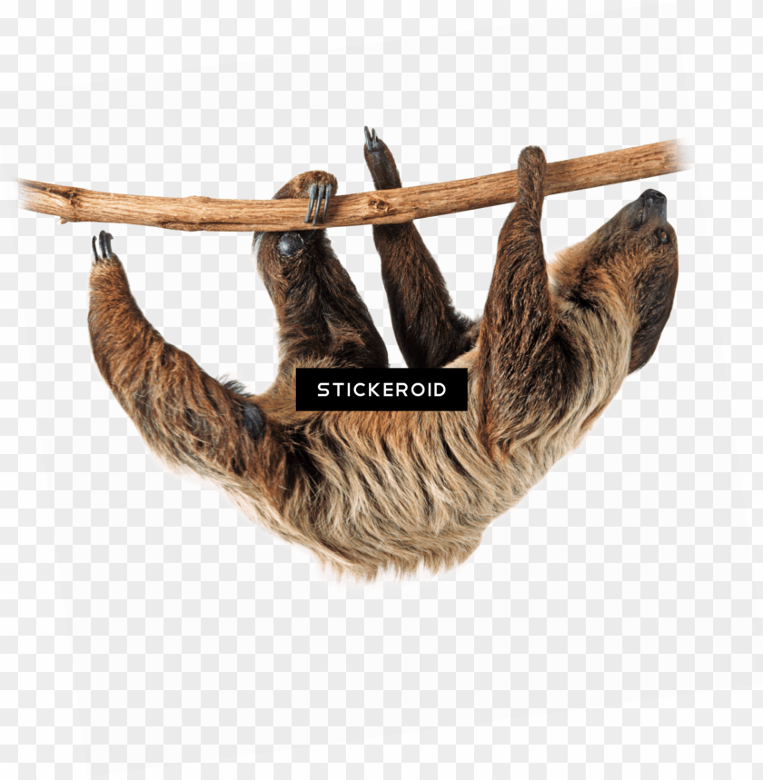 Detail Sloth Transparent Background Nomer 13