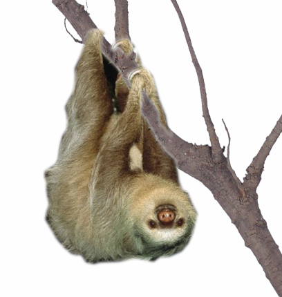 Detail Sloth Transparent Background Nomer 16