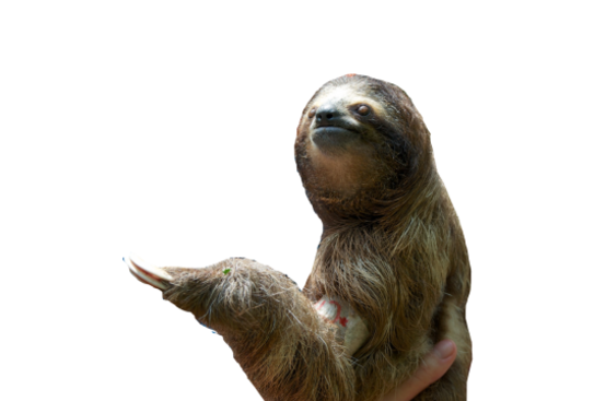 Detail Sloth Transparent Background Nomer 21