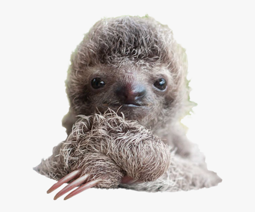 Detail Sloth Transparent Background Nomer 28