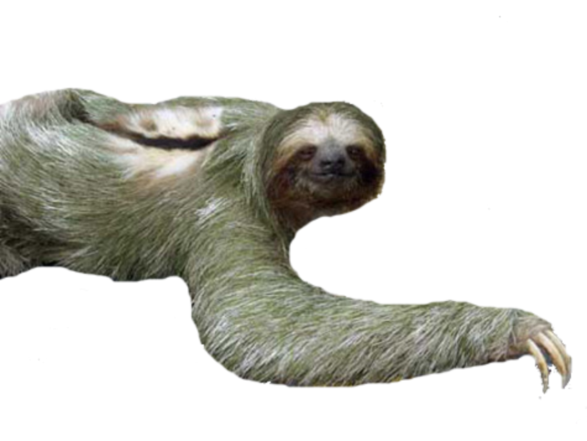 Detail Sloth Transparent Background Nomer 3