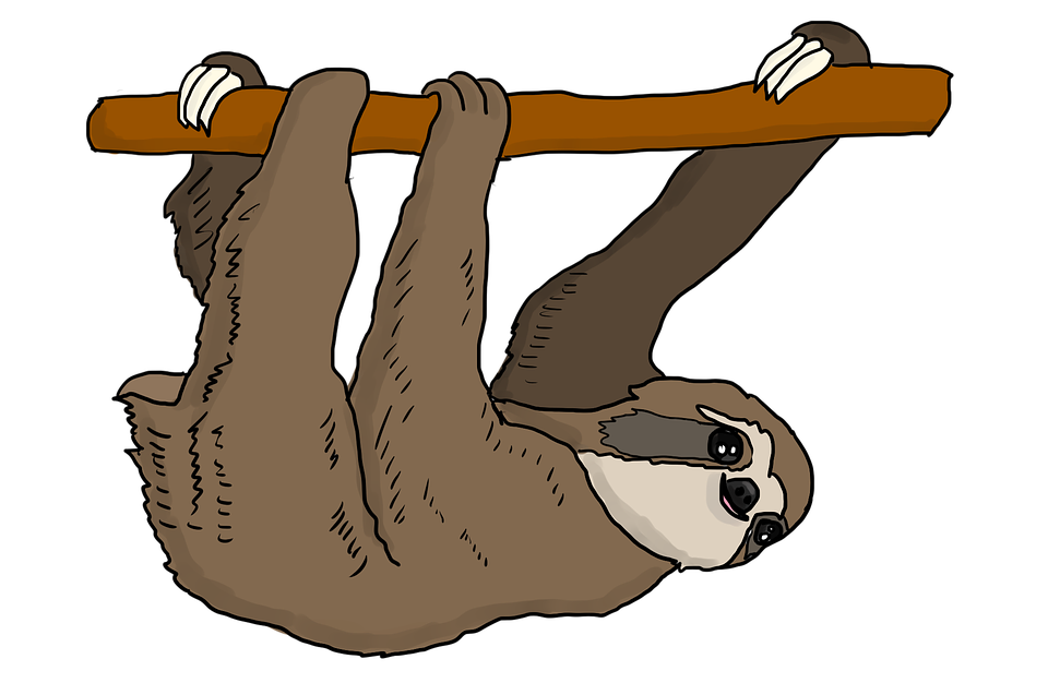 Detail Sloth Transparent Background Nomer 40