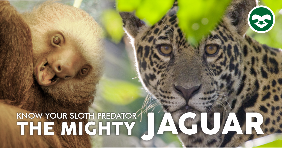 Detail Sloth Vs Jaguar Nomer 3
