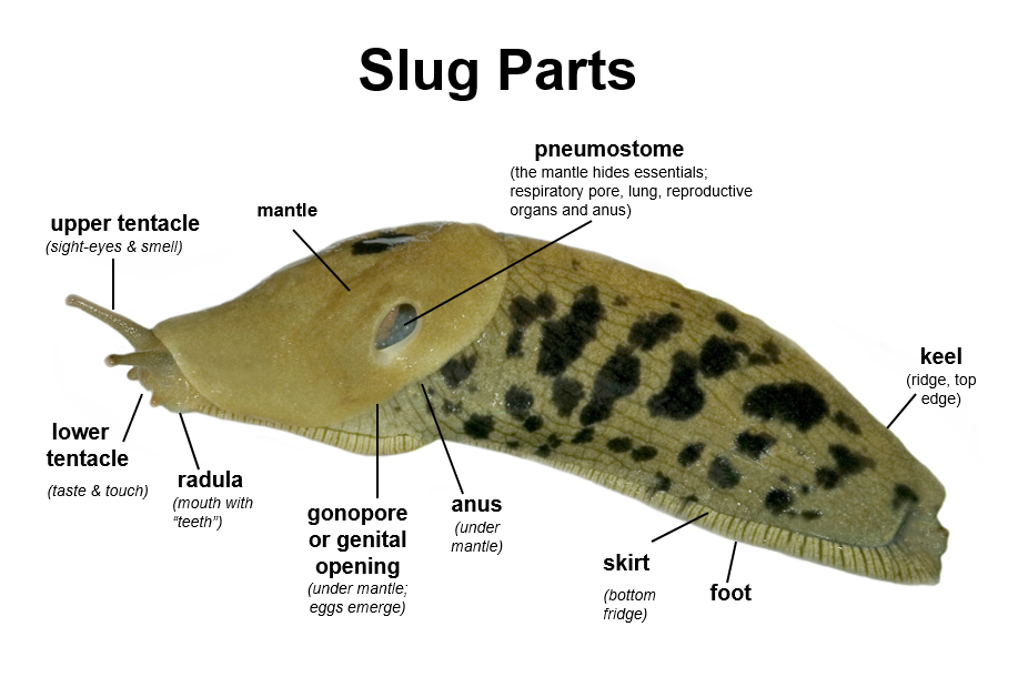 Detail Slug Images Nomer 13