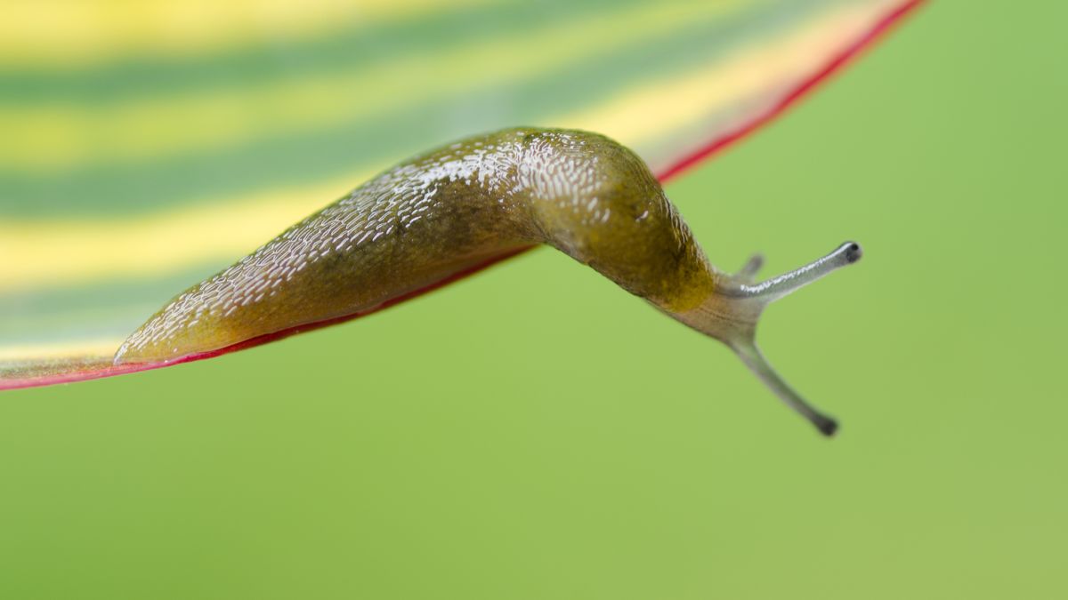 Detail Slug Images Nomer 14