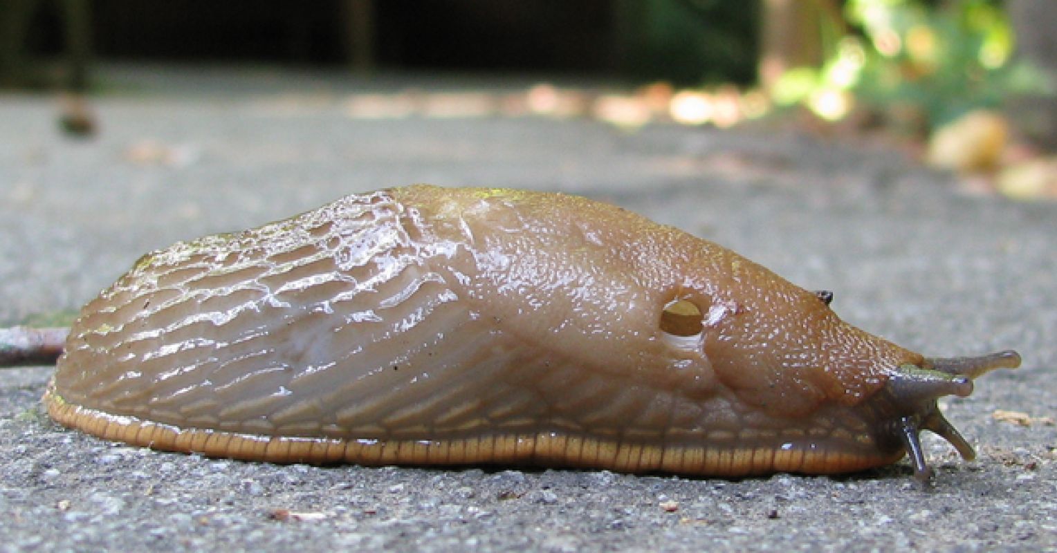 Detail Slug Images Nomer 25