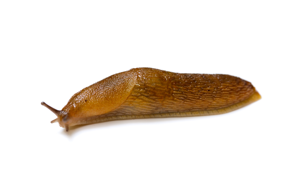 Detail Slug Images Nomer 30
