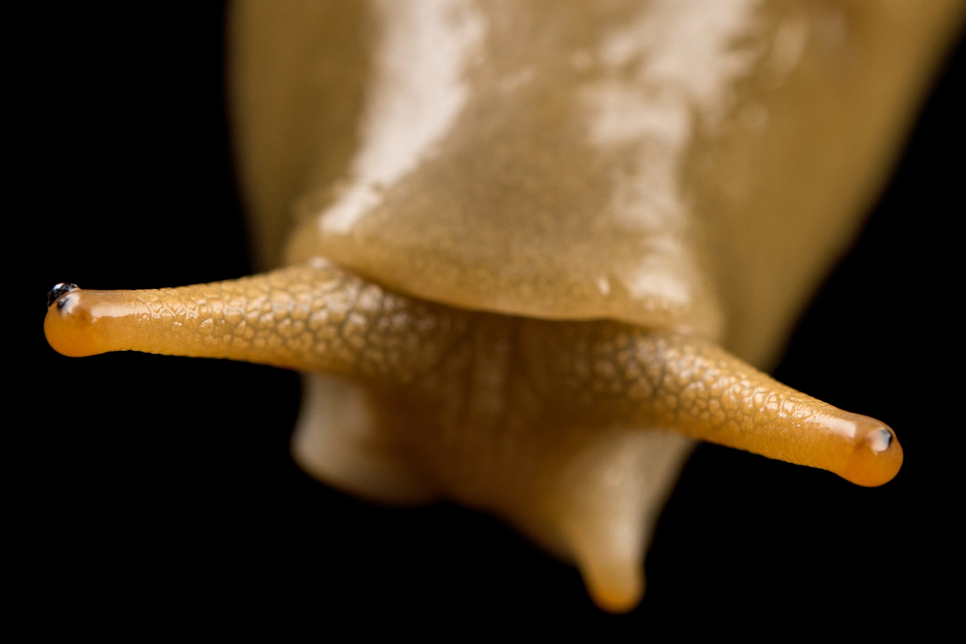 Detail Slug Images Nomer 32