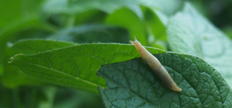 Detail Slug Images Nomer 38