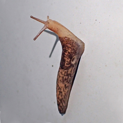 Detail Slug Images Nomer 39