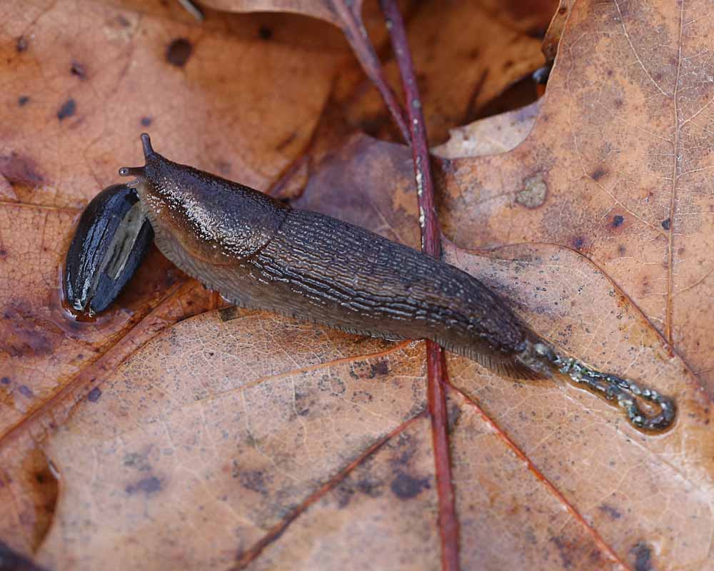 Detail Slug Images Nomer 45