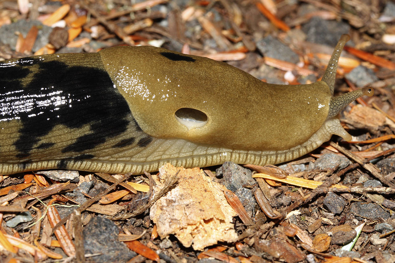Detail Slug Images Nomer 46