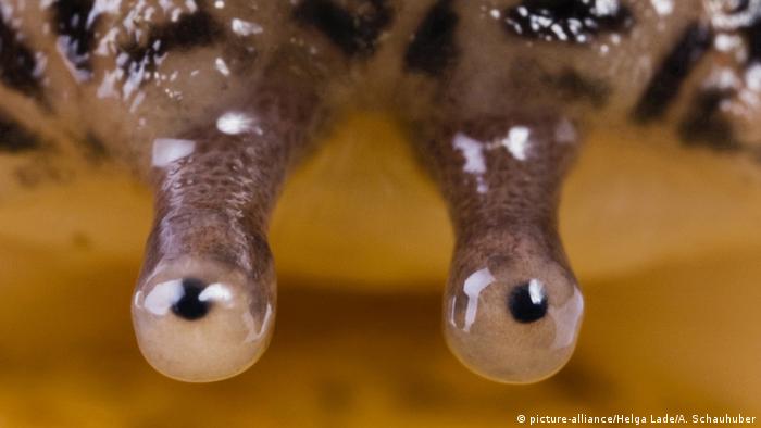 Detail Slug Images Nomer 49