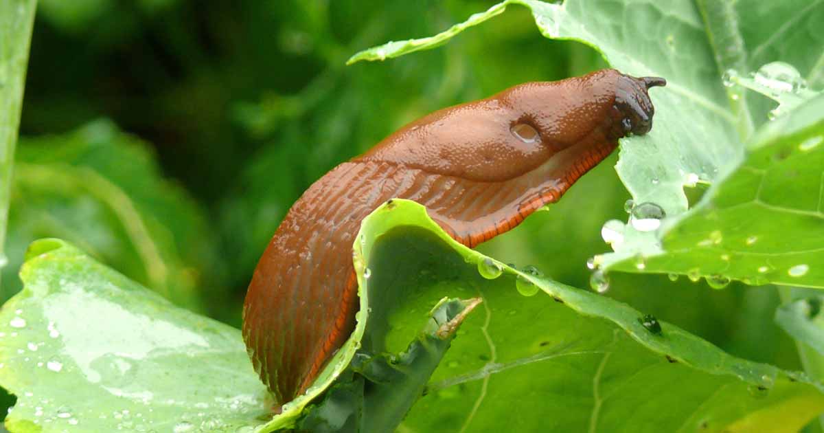 Detail Slug Images Nomer 53