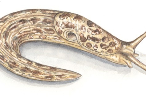 Detail Slug Images Nomer 57