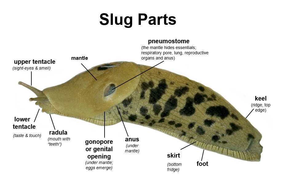 Detail Slug Png Nomer 38