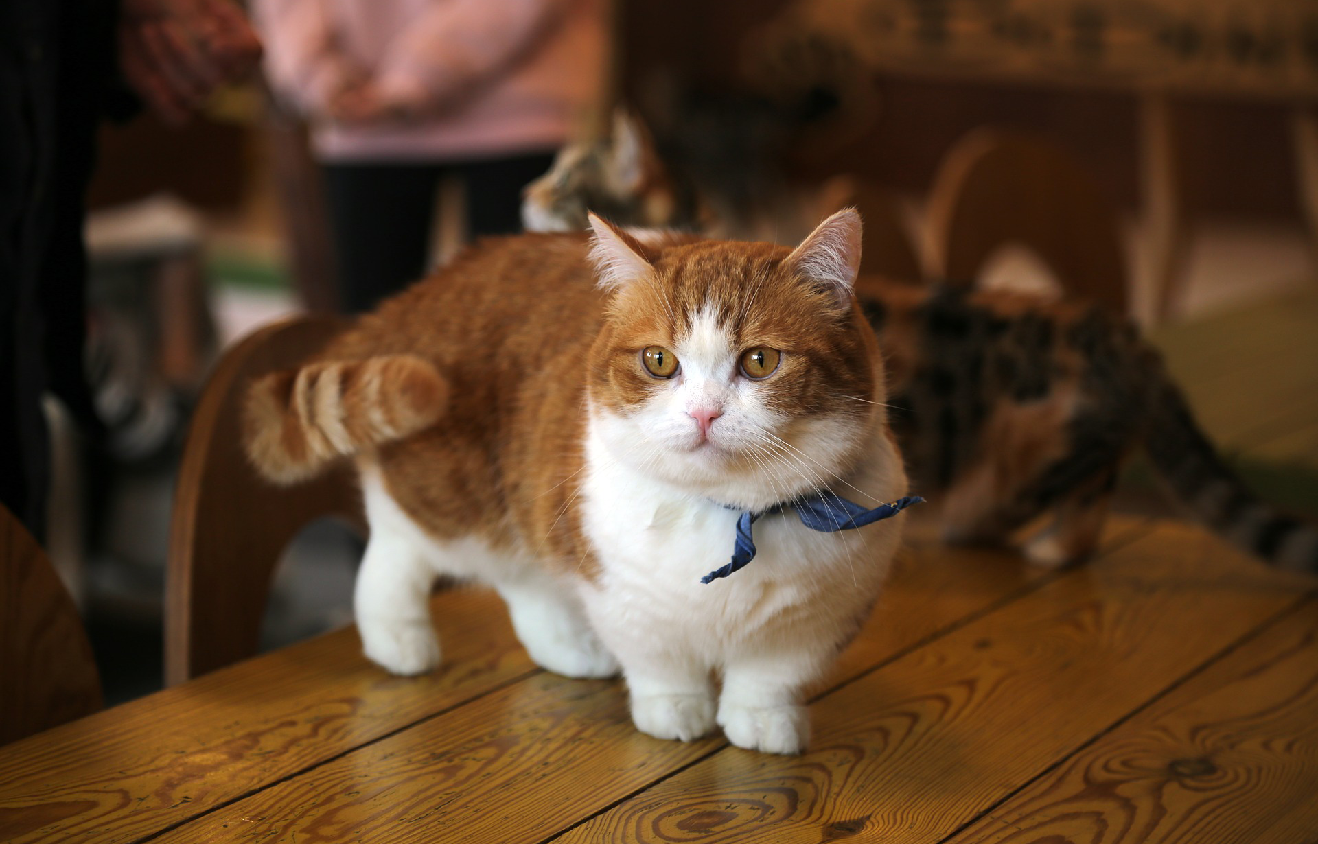 Detail Small Cat Image Nomer 48