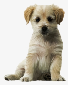 Detail Small Dog Png Nomer 53