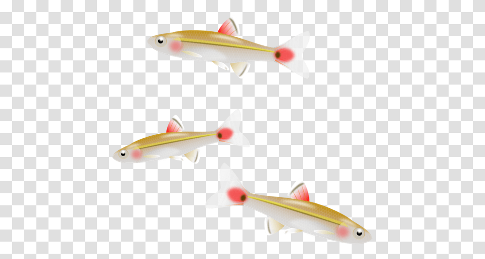 Detail Small Fish Png Nomer 7