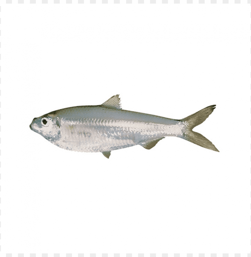 Detail Small Fish Png Nomer 9