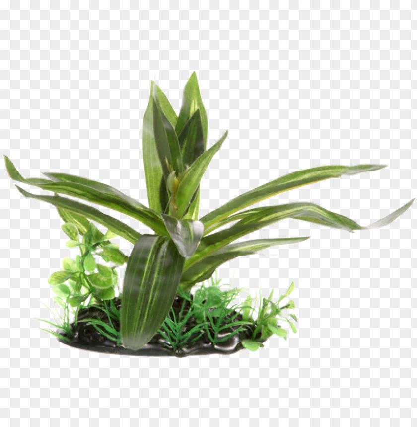 Detail Small Plant Png Nomer 20